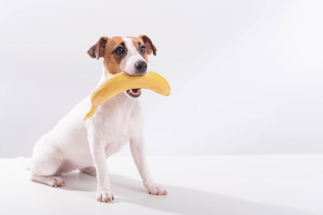 犬にバナナを与えても大丈夫？与える際の注意点とは